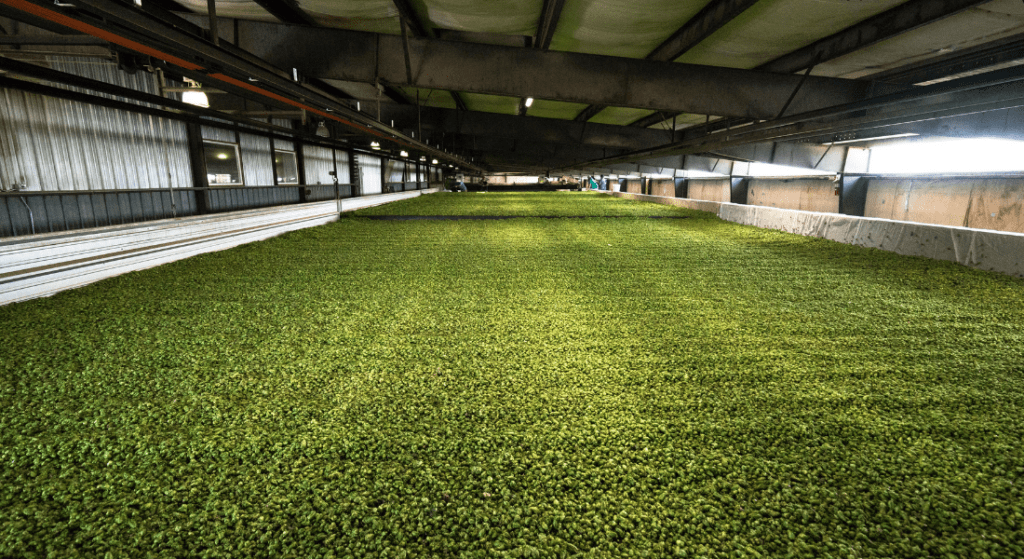 Hops Field