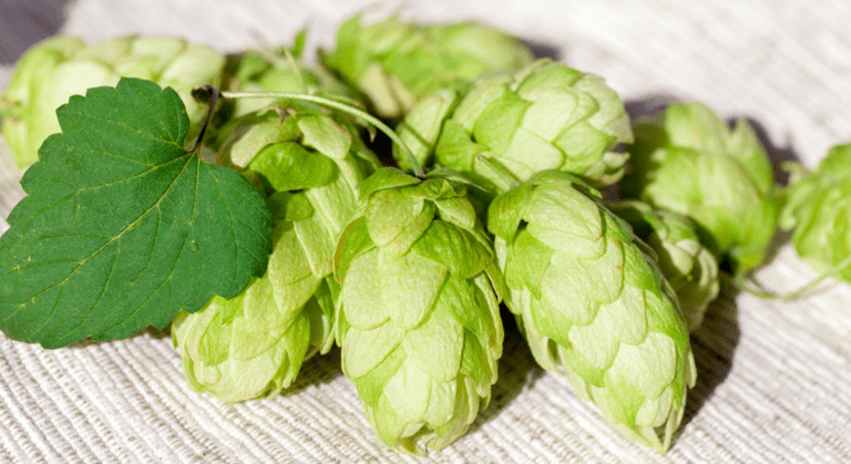 Hops